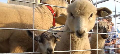 Big Butler Fair Petting Zoo